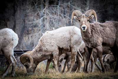 Big Horn Sheep