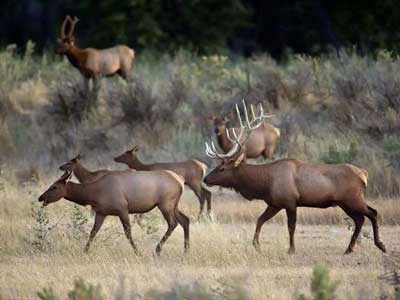 Elk in Montana