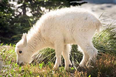 Mountain Goats