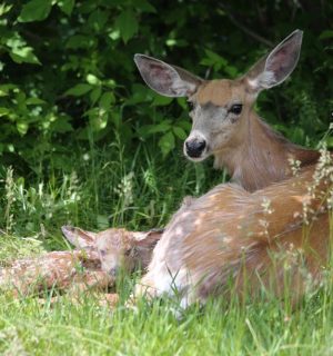 Waterton Lakes National Park