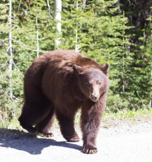 Waterton Lakes National Park