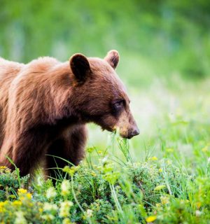 Black Bear, Glacier National Park