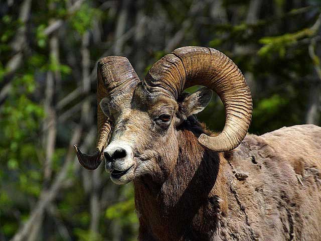 Big Horn Sheep