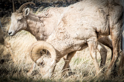 BigHorn Sheep