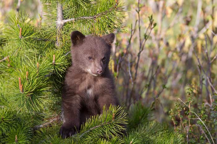 Black Bear Cub