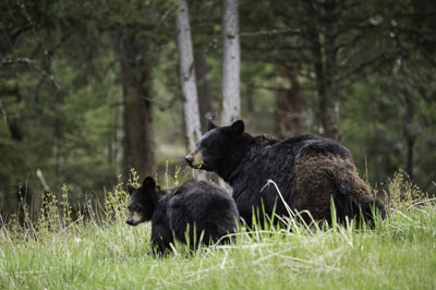 Black Bears