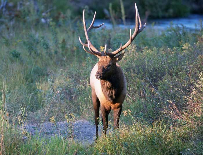 Elk