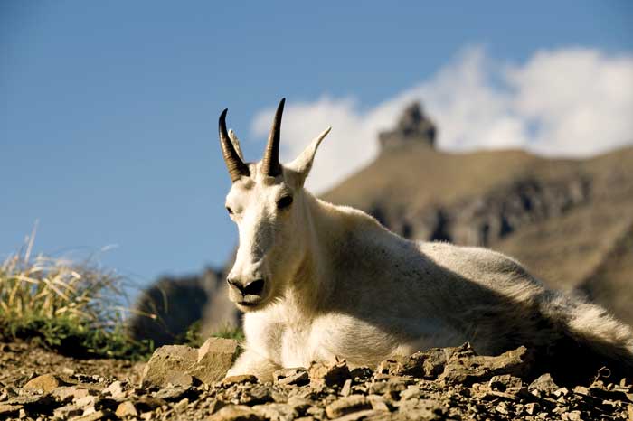 Mountain Goat