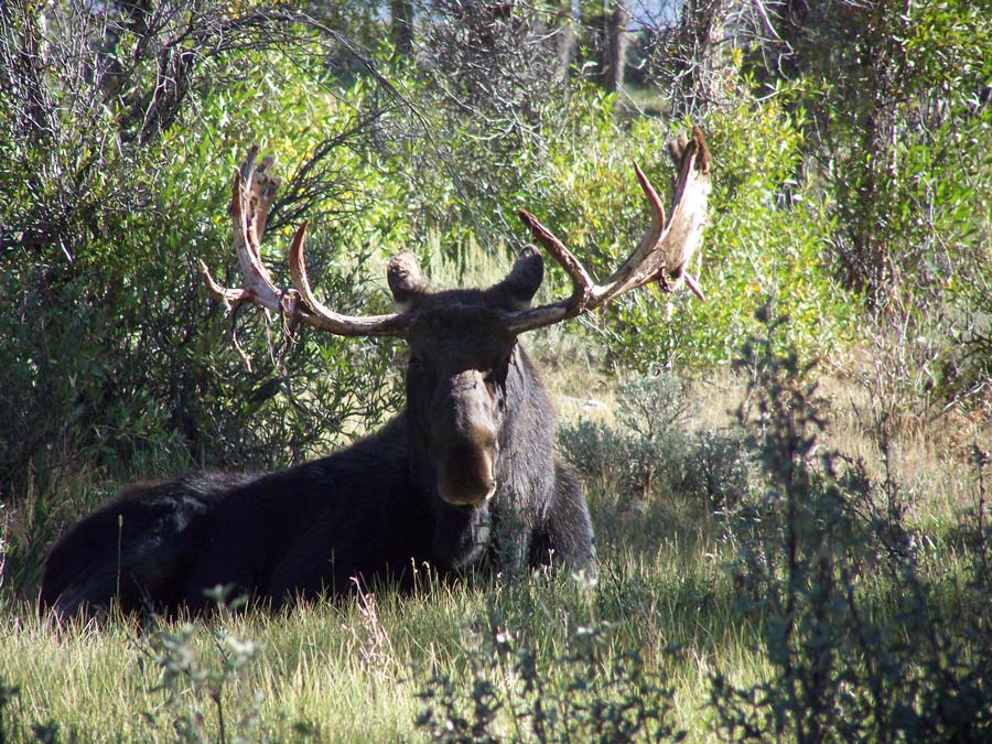 Yellowstone National Park Lamar Valley